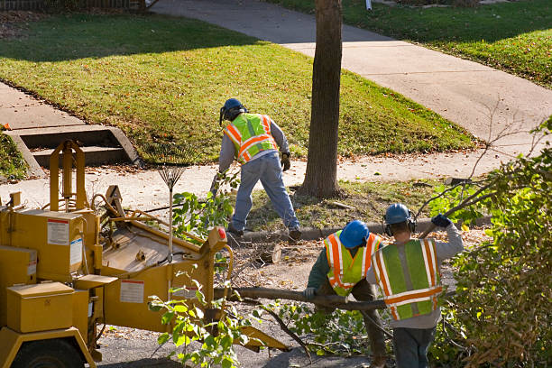 How Our Tree Care Process Works  in Sheridan, IL